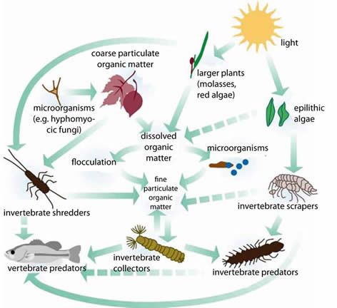 freshwater food web diagram