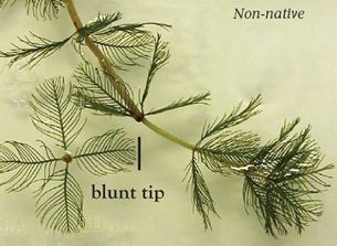 Invasive Eurasian Watermilfoil