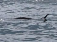 Timber rattlesnake swimming