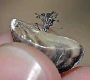 Zebra mussel byssal cords